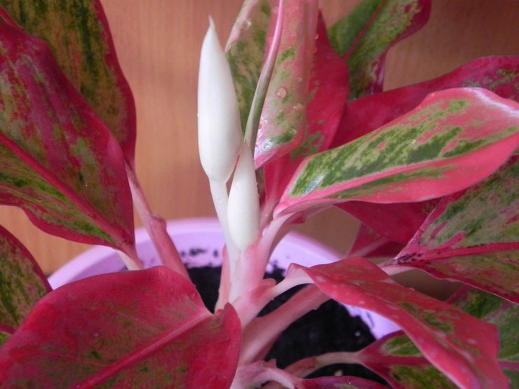 Blomstrende aglaonema