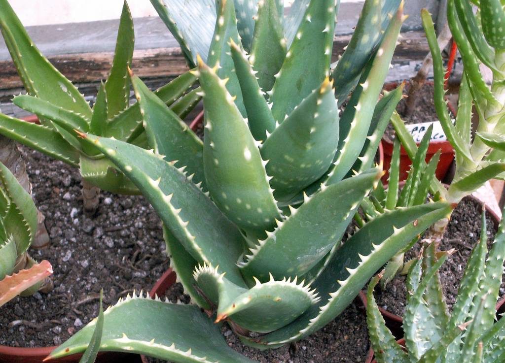 Aloe distans