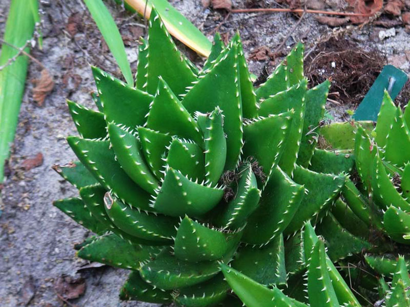 Aloe hetteformet