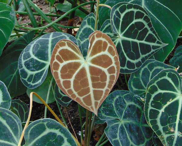 Anthurium Crystal