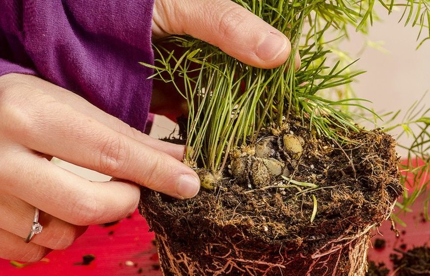 Funksjoner av en blomstertransplantasjon