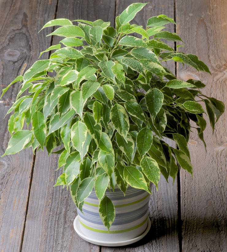 Ficus Benjamin