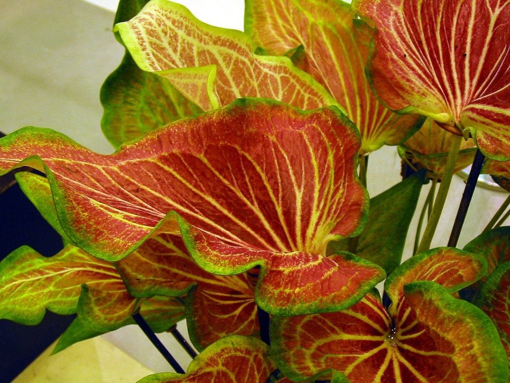 Caladium