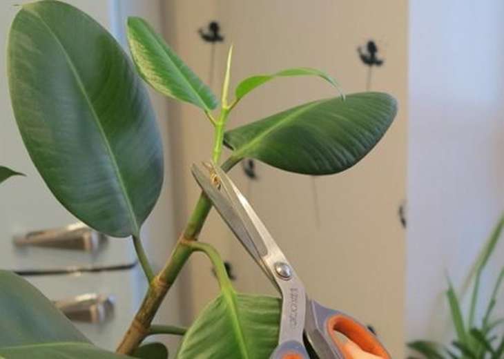 Ficus snoeiproces