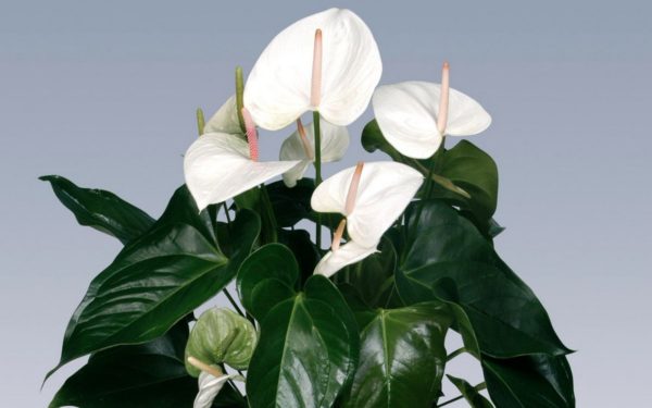 Anthurium Andre