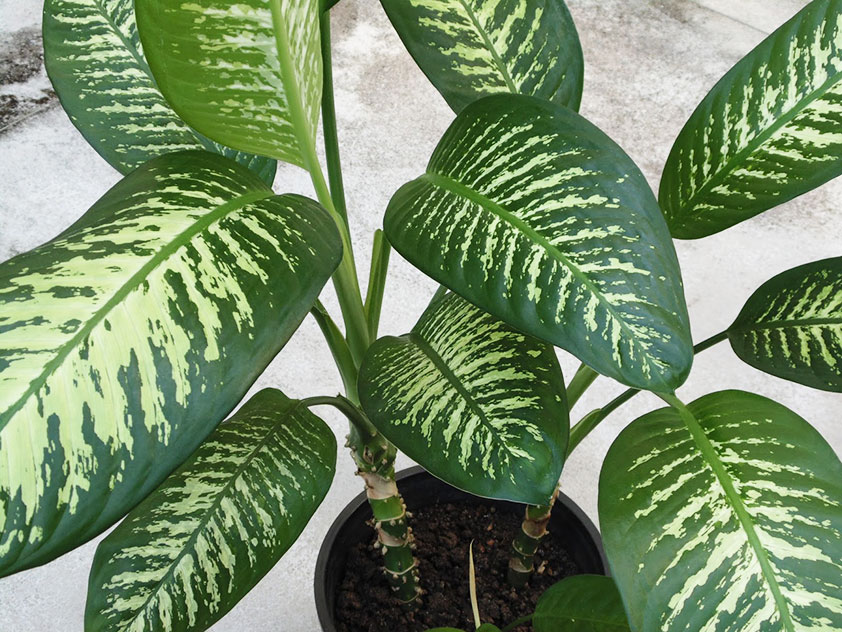 Dieffenbachia bont