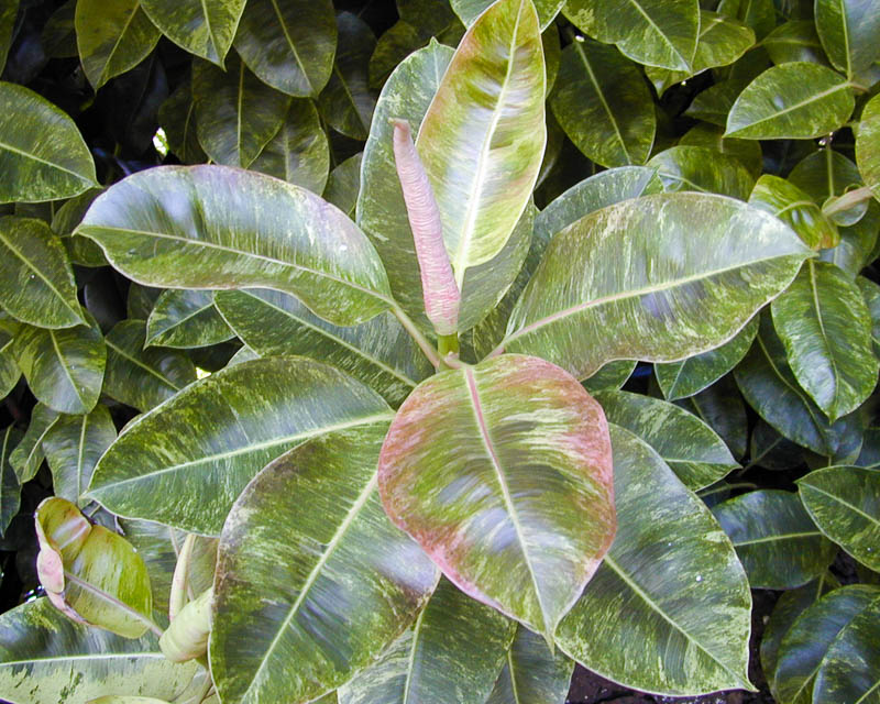 Ficus Rubberachtig Decor