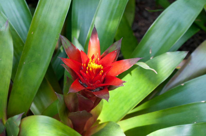 Guzmania riet