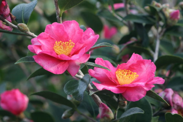 Mountain camellia