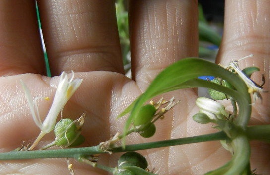 Chlorophytum Seeds