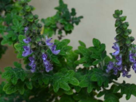 Plectranthus eikeblad