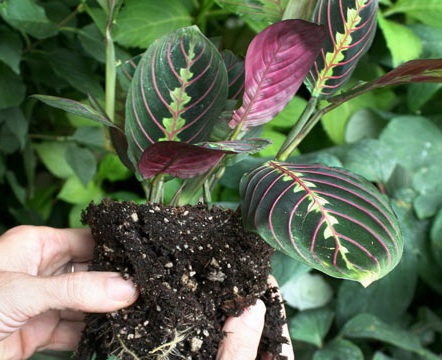 Ang pagpaparami ng arrowroot sa pamamagitan ng paghati sa bush