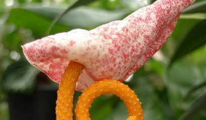 Anthurium Scherzer