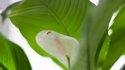 Omsorg for spathiphyllum hjemme