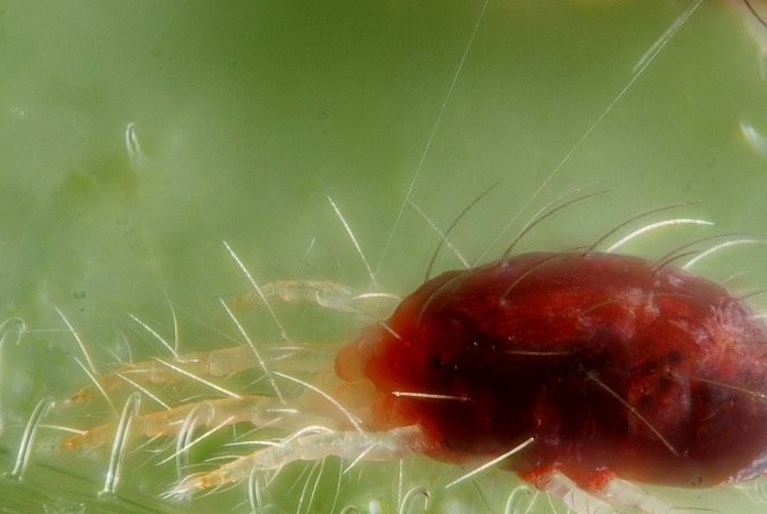 Karaniwang spider mite