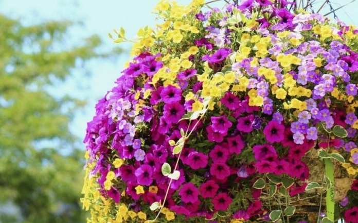 wanneer je een petunia moet planten om in mei te bloeien