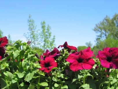 når du skal plante en petunia for å blomstre i mai