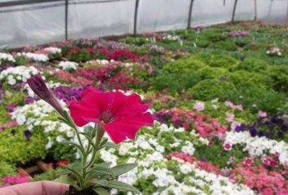 når du skal plante en petunia for å blomstre i mai