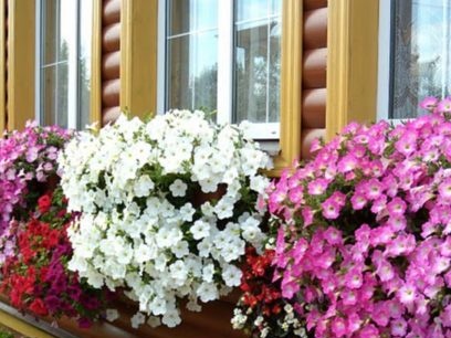 når du skal plante en petunia for å blomstre i mai