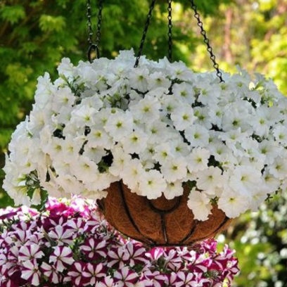 når du skal plante en petunia for å blomstre i mai