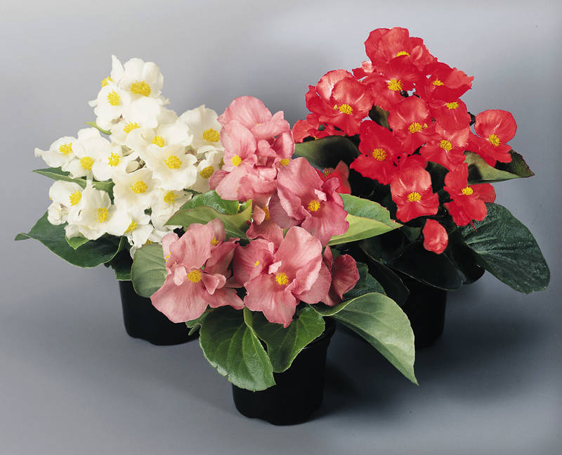 Begonia bloeit ooit