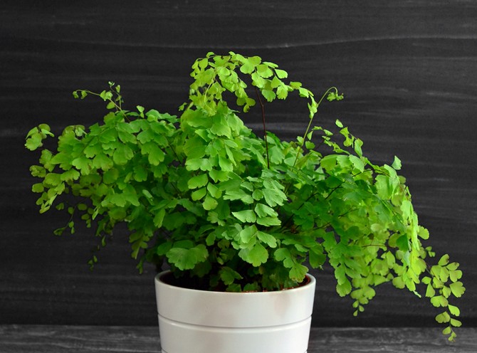 maidenhair