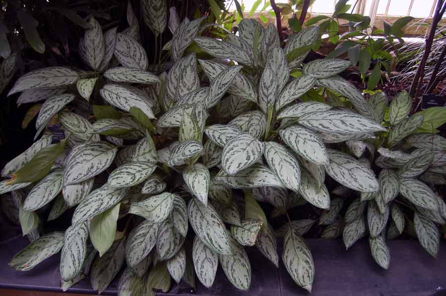 Aglaonema