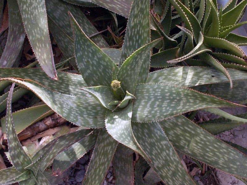 Aloe såpe