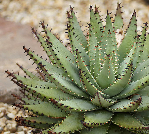 Aloe svartstrupe