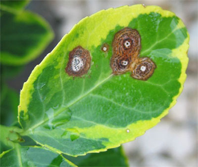 anthracnose