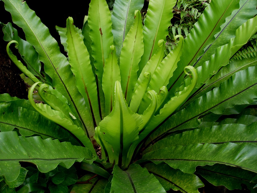 asplenium