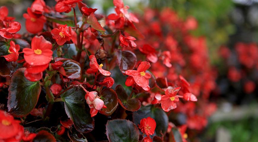 Begonia blomstrer stadig