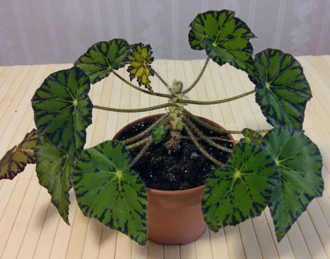 Tiger begonia