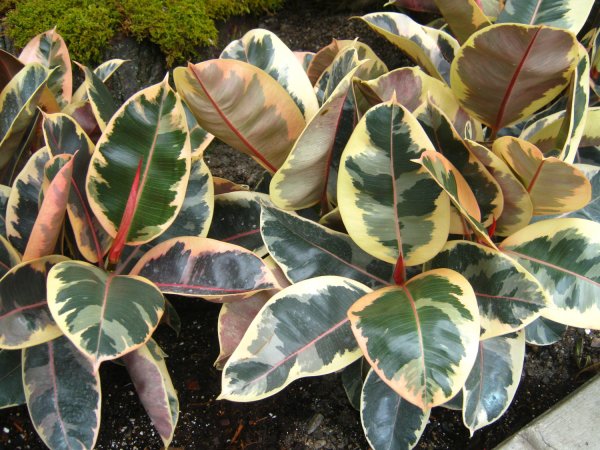 Variegata