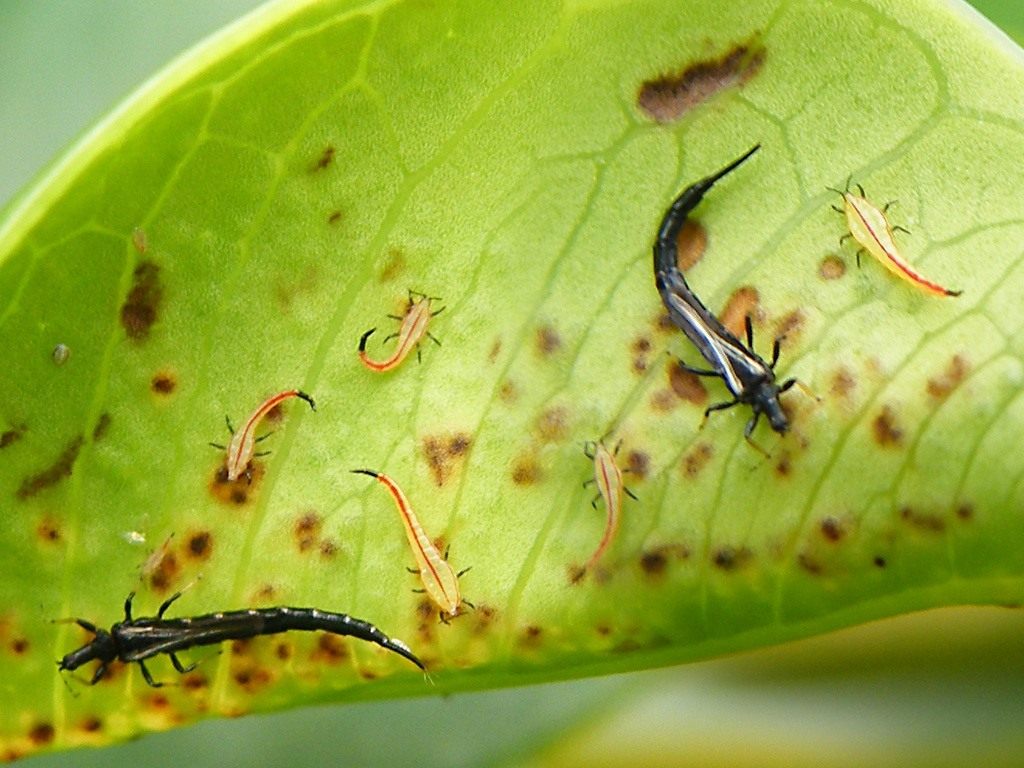 Mga thrips