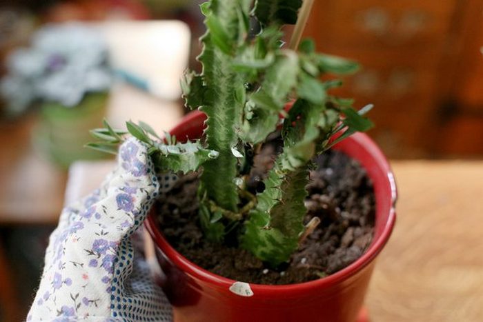 Transplanted euphorbia