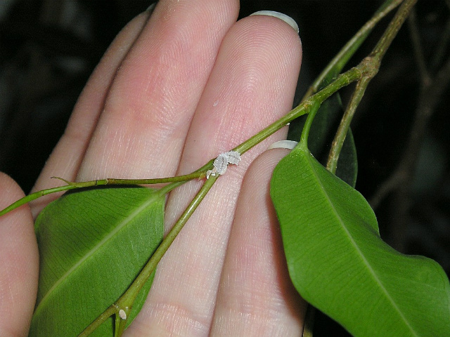 Mealybug