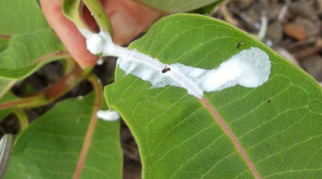 Milkweed-sap