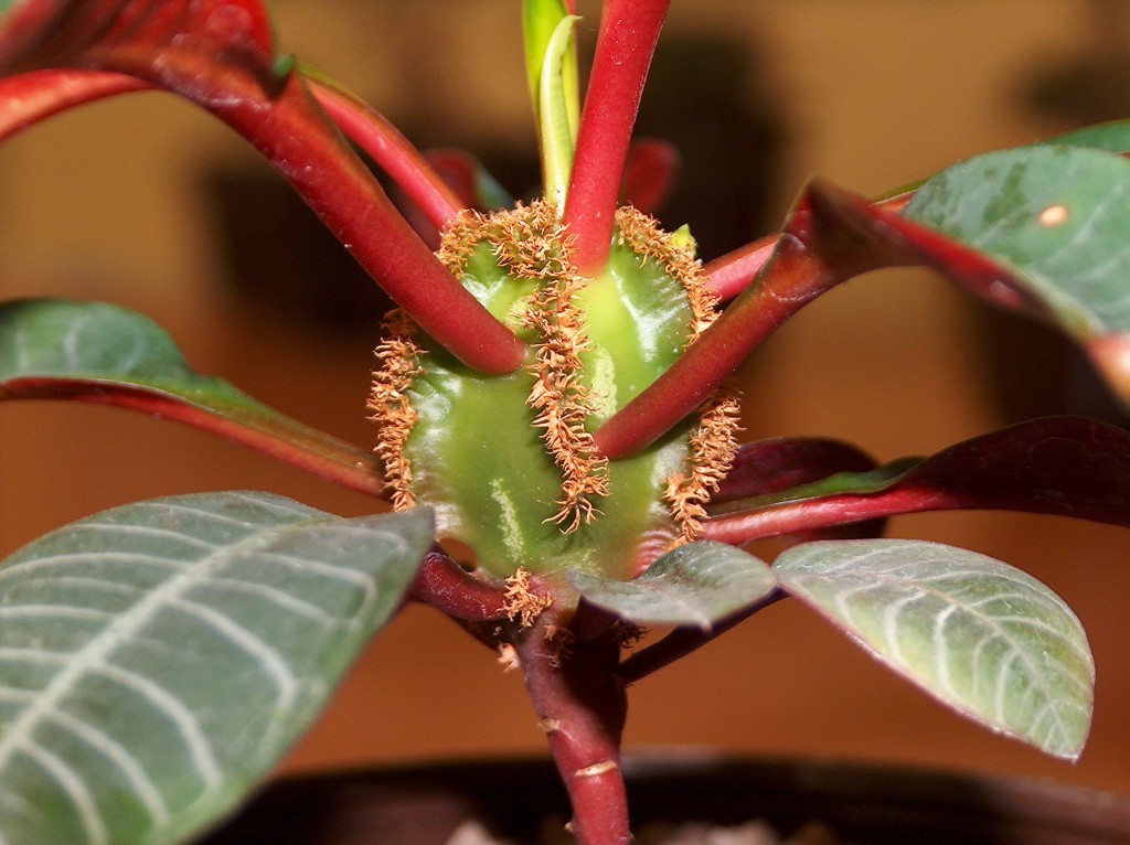 Euphorbia Whitewashed