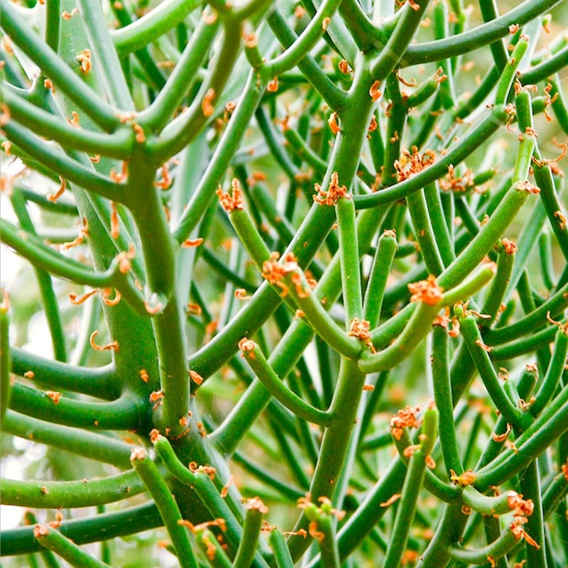 Euphorbia Tirucalli