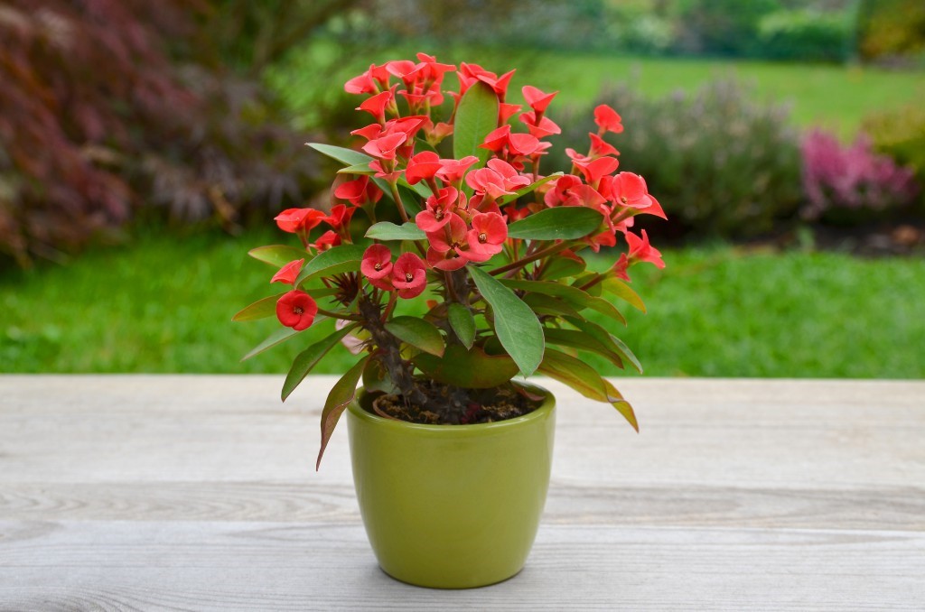 Euphorbia Mile