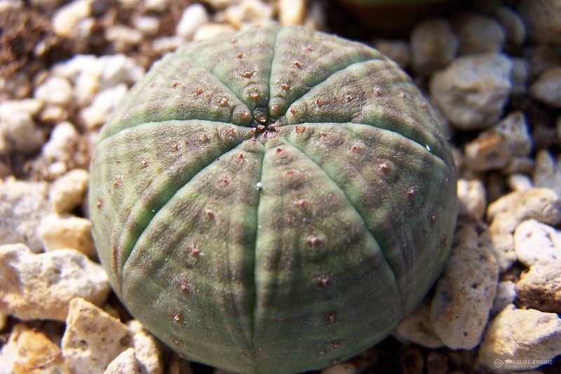 Euphorbia Fat