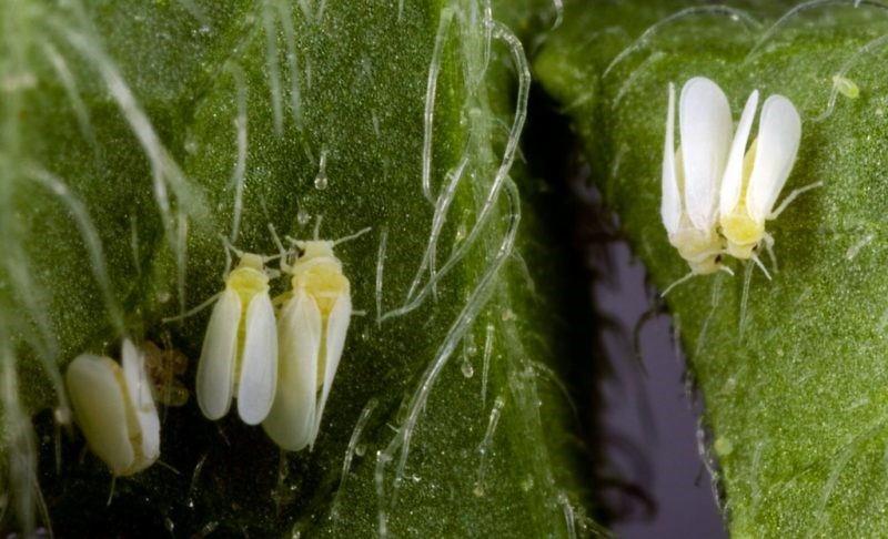 Whitefly