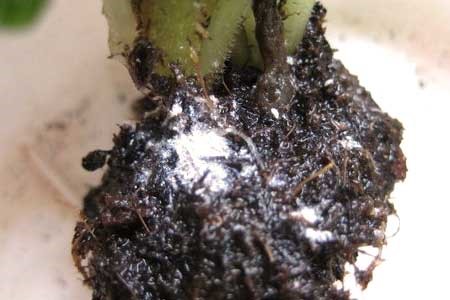 Mealybug ugat