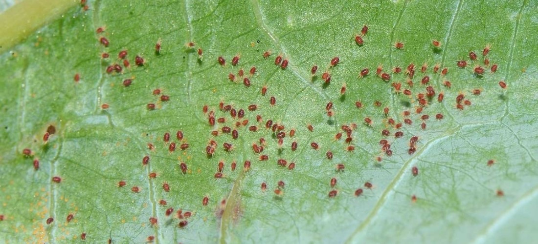 Pulang spider mite