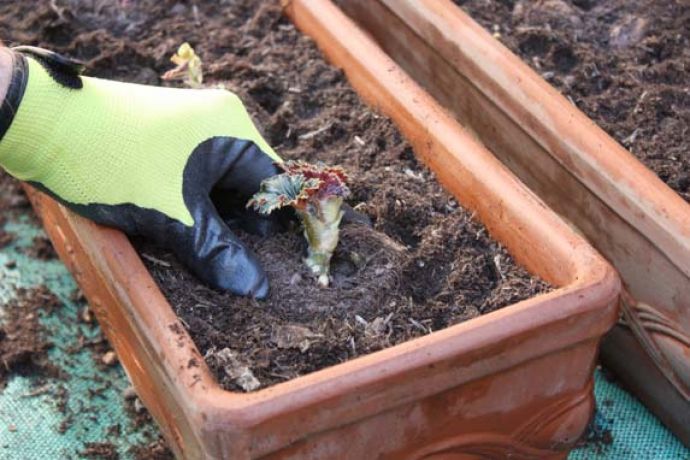 Stekken planten