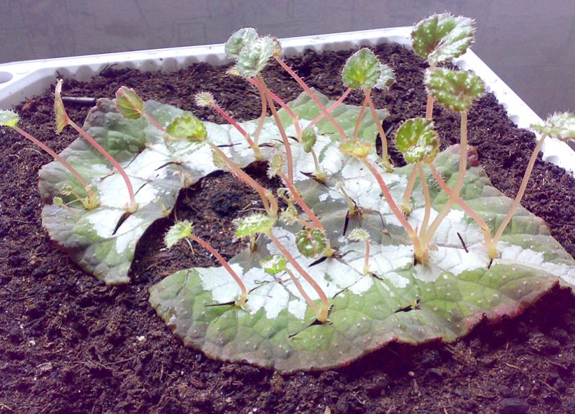 Groeiende begonia's van een blad