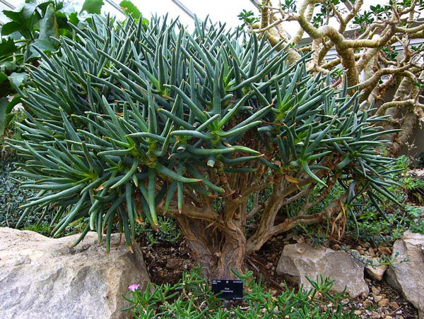 Aloe er sterkt forgrenet