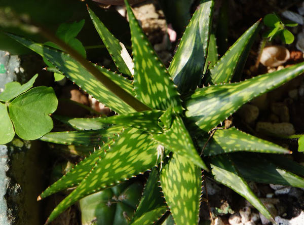 Aloe Disconigs