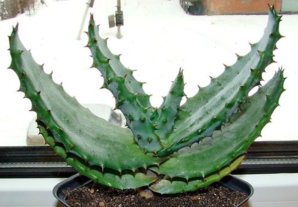 Aloe Awesome